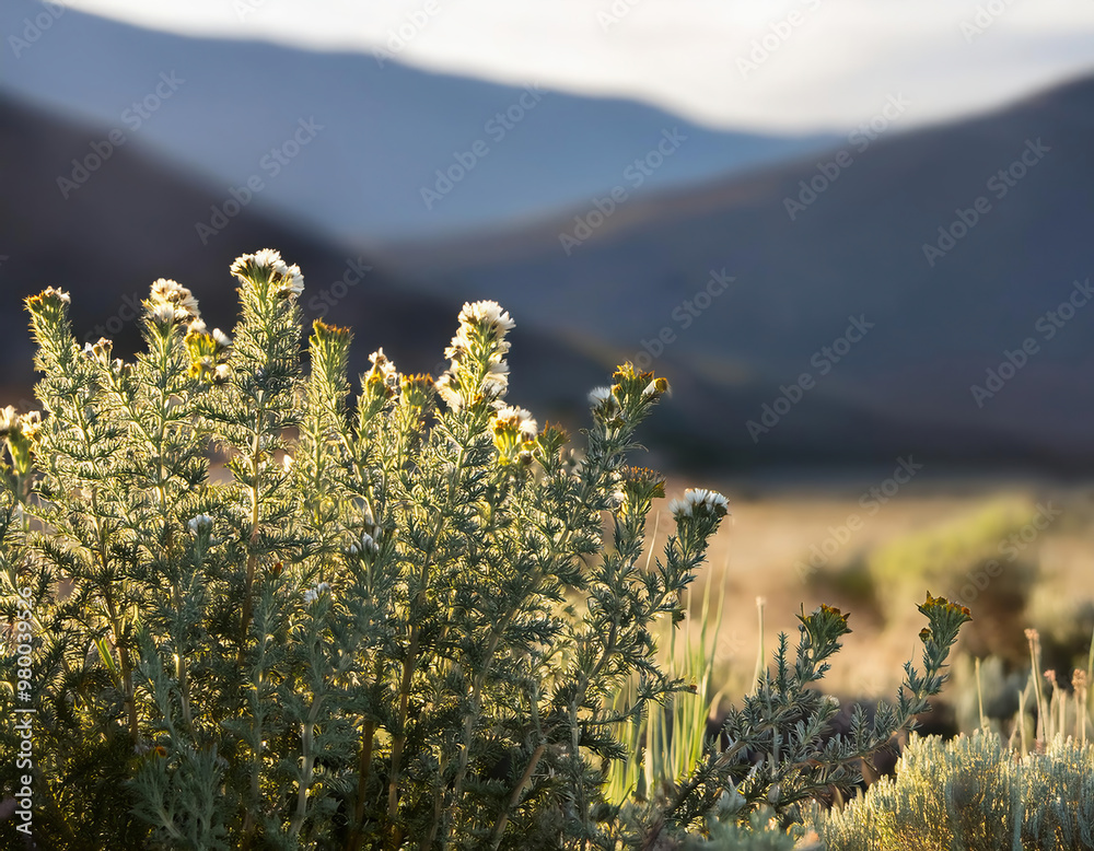 Obraz premium sagebrush plants with herbal flowers in the mountains in sunset light. Selective focus.