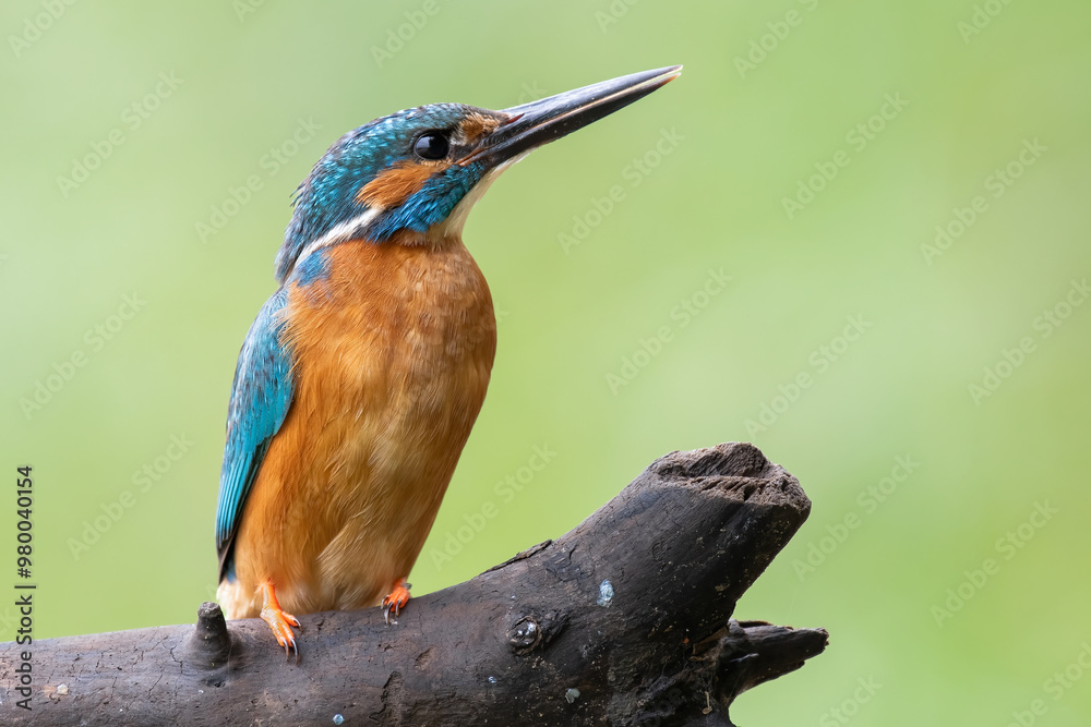 kingfisher perched on a branch kingfisher perched on a branch