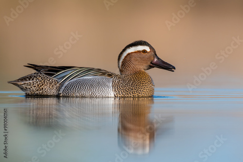 garganey on the water