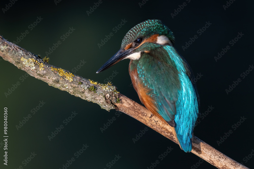 Fototapeta premium kingfisher on branch