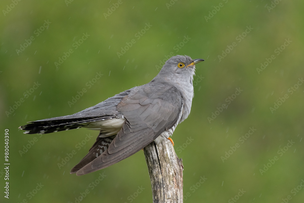Fototapeta premium cuckoo on a spring day