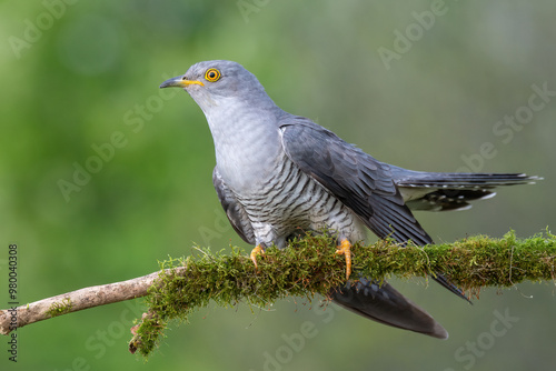 cuckoo on a spring day