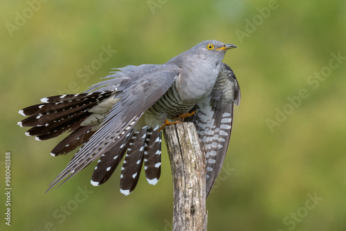 cuckoo on a spring day with spread wings