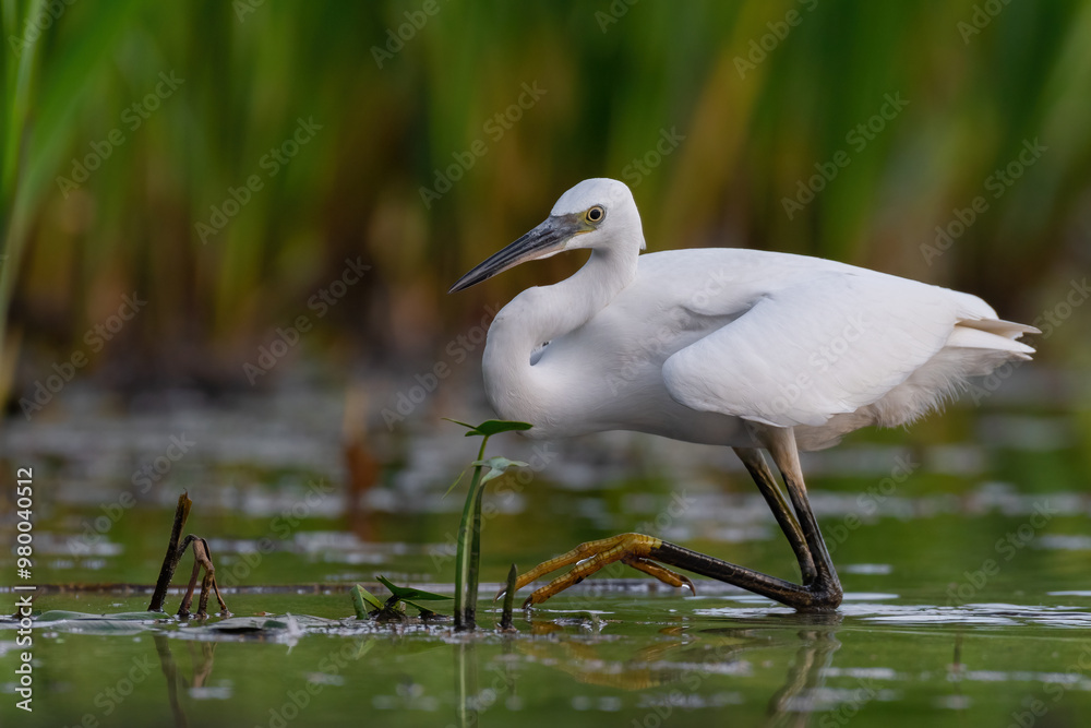 Little egret in the marsh Little egret in the marsh