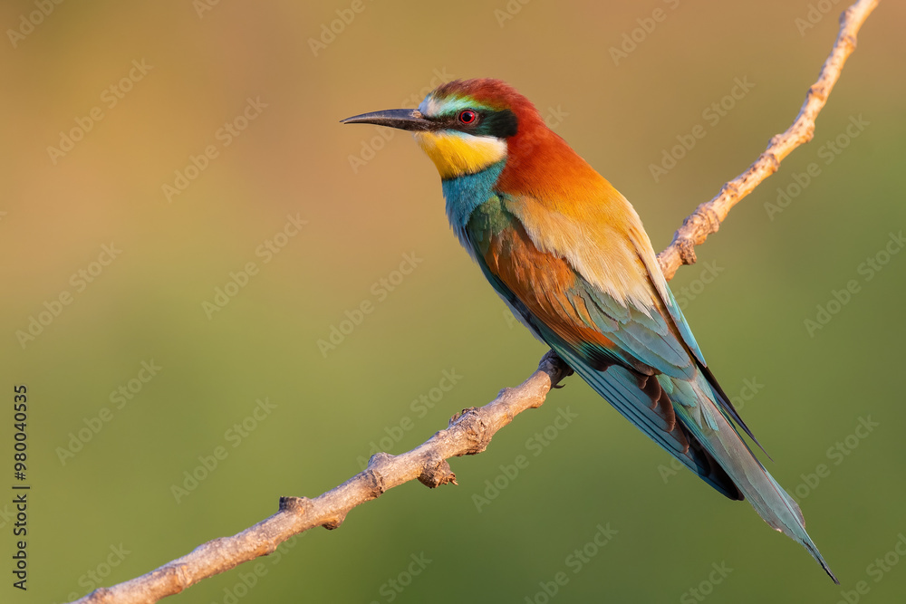 bee-eater in the afternoon light on the branch bee-eater in the afternoon light on the branch