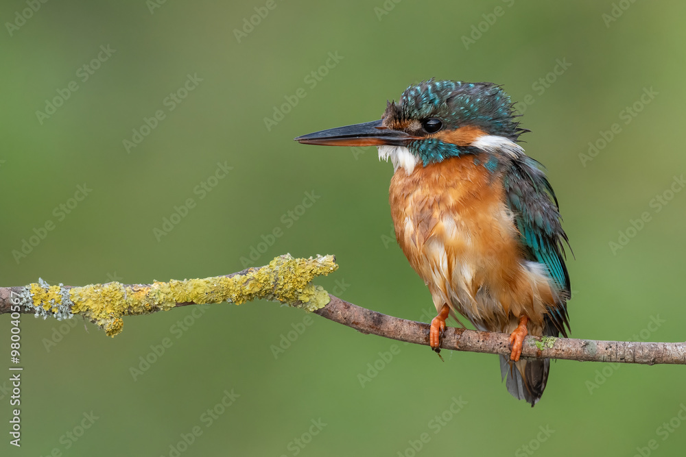 Fototapeta premium kingfisher perched on a branch