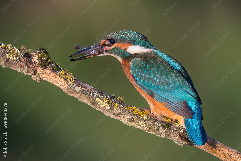 Fototapeta premium a kingfisher with a caught fish