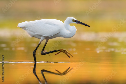 Little egret Egretta garzetta photo