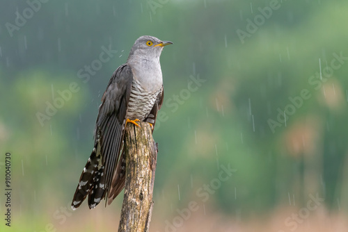 cuckoo in the rain