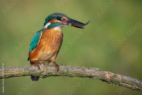 a kingfisher with a caught fish