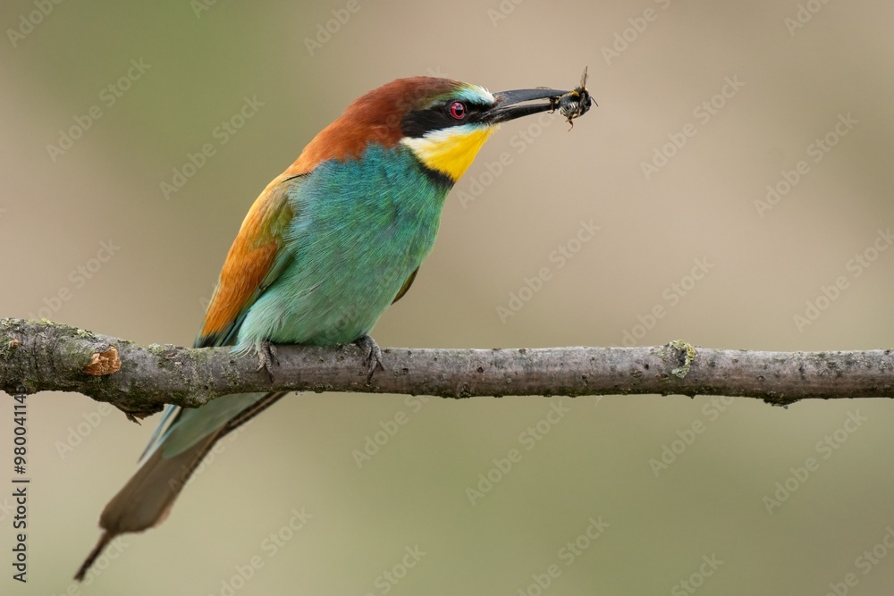 bee eater perched on a branch with a caught bee bee eater perched on a branch with a caught bee