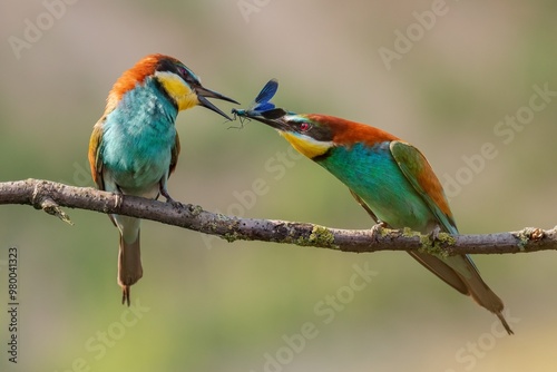 bee-eaters courtship display