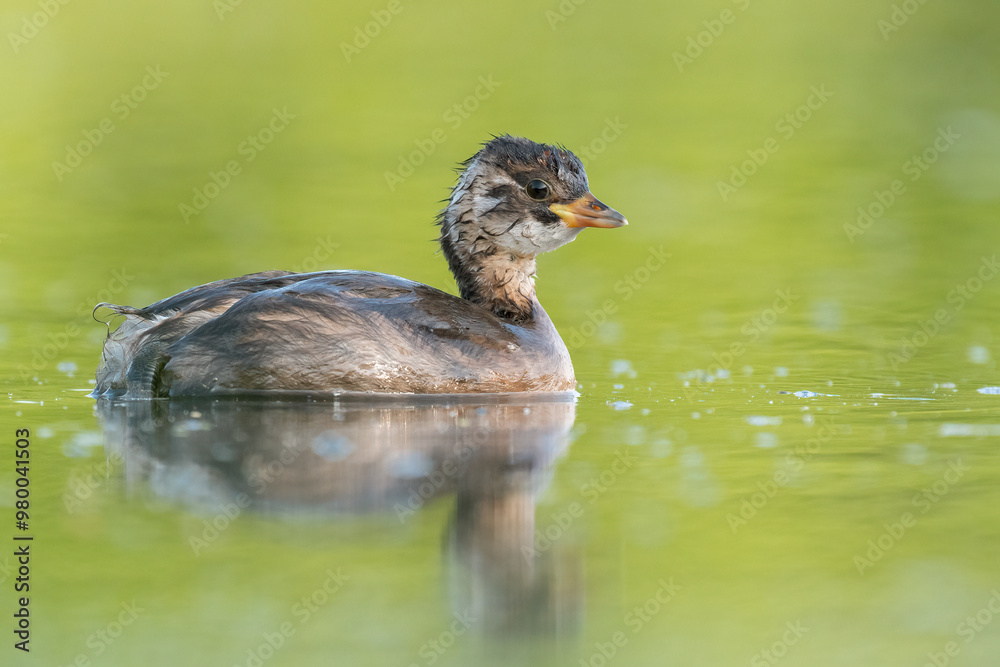 little grebe on the pond with calm water little grebe on the pond with calm water