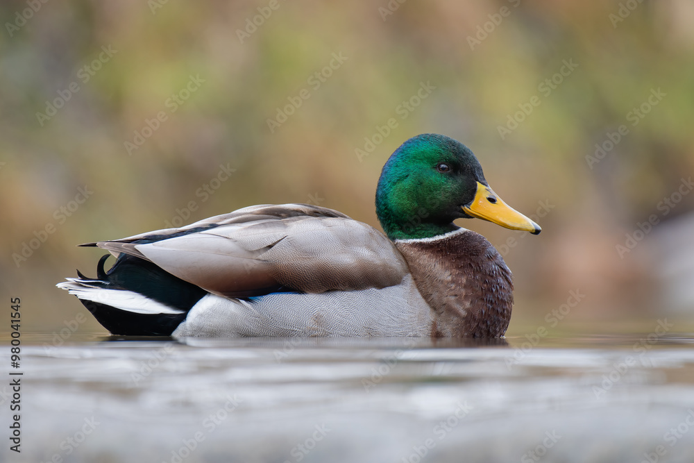 Obraz premium duck on the water