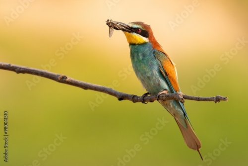 bee eater perched on a branch