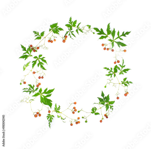 Fresh twigs with green leaves and berries in a round floral frame isolated on white background.