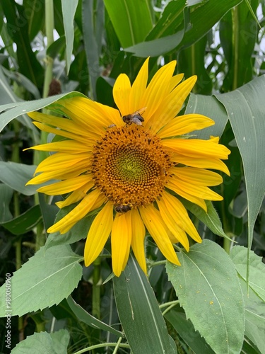 Sunflower and the bees photo