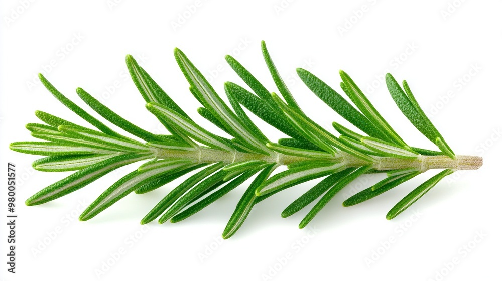 Fototapeta premium Sprig of Rosemary on White Background with Clipping Path to Top