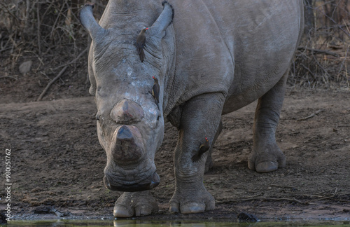 White Rhino drinking water from kwa maritane hide in Pilanesberg national park photo