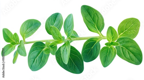   A zoomed-in image of a plant's leafy branch against a white backdrop, featuring a text box for captioning