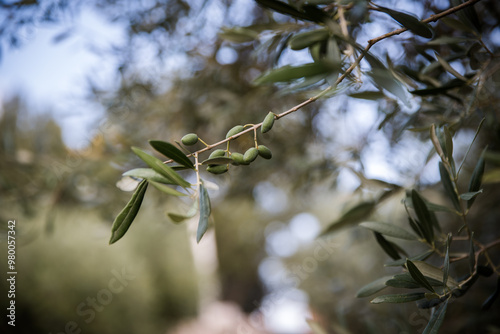 The green olive tree branch, botanical name Olea europaea, meaning 'European olive', is a species of small tree, found traditionally in the Mediterranean Basin, Italy, Greece. photo