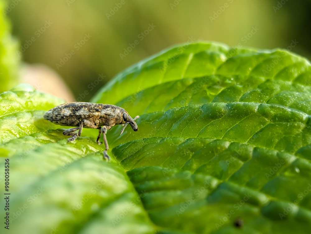 Agricultural pest Hylobius abiestis on spinach plants. Hylobius abietis or the large pine weevil is a beetle belonging to the Curculionidae family. Agricultural pest Hylobius abiestis on spinach plants. Hylobius abietis or the large pine weevil is a beetle belonging to the Curculionidae family.