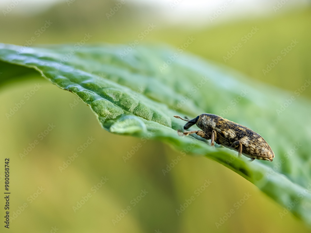 Agricultural pest Hylobius abiestis on spinach plants. Hylobius abietis or the large pine weevil is a beetle belonging to the Curculionidae family. Agricultural pest Hylobius abiestis on spinach plants. Hylobius abietis or the large pine weevil is a beetle belonging to the Curculionidae family.