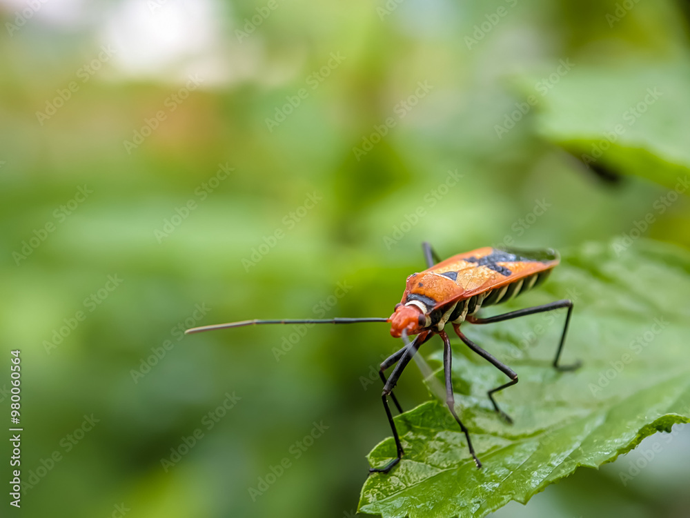 Dysdercus cingulatus or red cutton bug is a species of true bug in the family Pyrrhocoridae. Insect pest of cotton plants on green leaves. Dysdercus cingulatus or red cutton bug is a species of true bug in the family Pyrrhocoridae. Insect pest of cotton plants on green leaves.