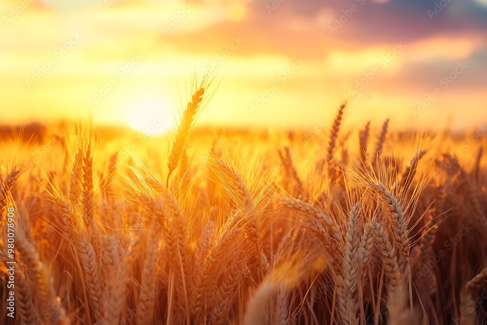 Golden wheat field at sunset with a beautiful sky background Golden wheat field at sunset with a beautiful sky background