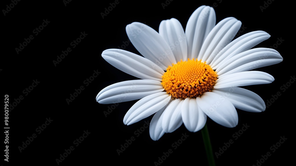 Close-up of a single white daisy with a vibrant yellow center, surrounded by delicate petals, isolated on a dark background for a serene, minimalist look Close-up of a single white daisy with a vibrant yellow center, surrounded by delicate petals, isolated on a dark background for a serene, minimalist look
