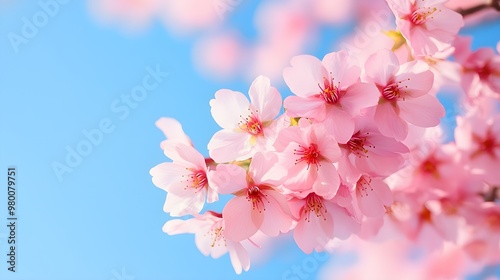 Close-up of cherry blossoms in full bloom, set against a bright blue skyThe soft pink flowers create a light and airy springtime atmosphere, perfect for nature or seasonal themes photo