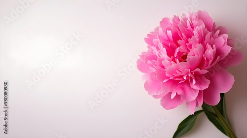 Detailed close-up of a pink peony, fully bloomed, centered on a white backgroundIdeal for elegant, romantic, and floral-focused content