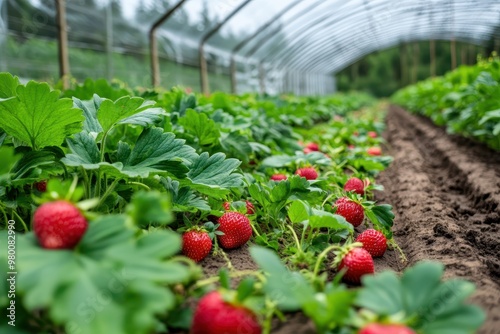 Strawberry greenhouse in Karelia Field greenhouses for seedlings Strawberry farm with long rows