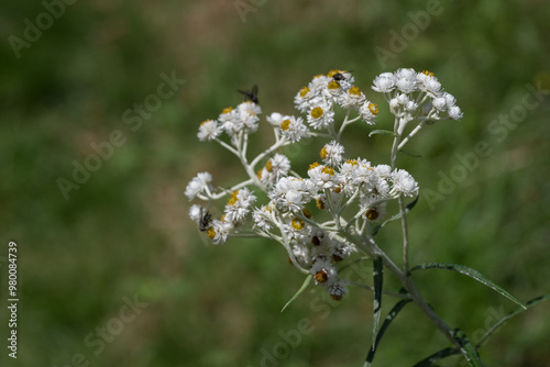 Ornamental white flowers of wormwood outdoors.
 photo