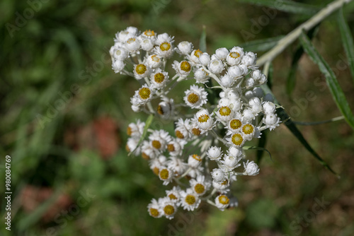 Ornamental white flowers of wormwood outdoors.
 photo