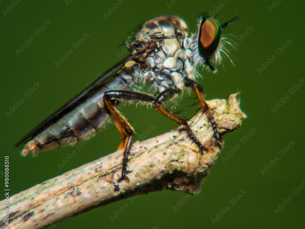 Close-up of Ommatius fly, robber fly (Ommatius) of the Asilinae family, macro robber fly perched on a tree branch Close-up of Ommatius fly, robber fly (Ommatius) of the Asilinae family, macro robber fly perched on a tree branch