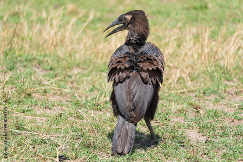 Young southern ground hornbill photo