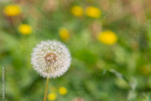 Dandelion photographed with blurred background