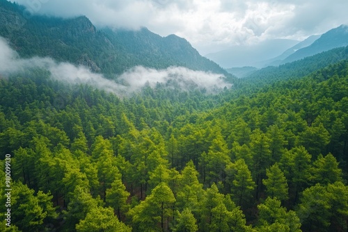 Aerial View of Green Summer Forest with Pine Trees in Turkey, ai