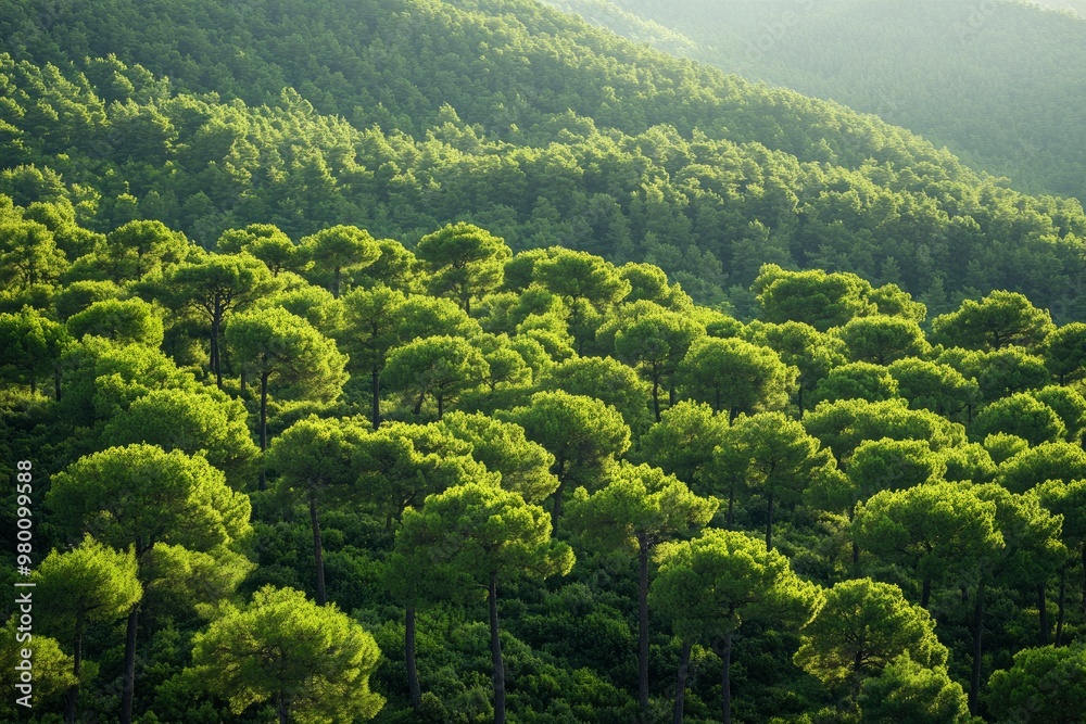 Obraz premium Aerial View of Green Summer Forest with Pine Trees in Turkey, ai