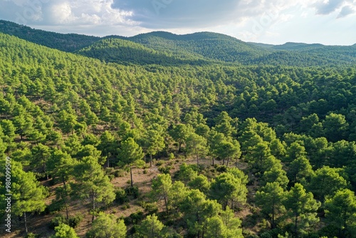 Aerial View of Green Summer Forest with Pine Trees in Turkey, ai