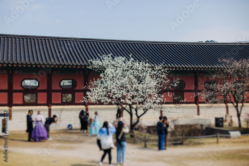 Gyeongbokgung Palace, Seoul, Jongno District, South Korea, in a spring sunny day, exterior view of main Korean royal palace in Cherry Blossom season, with Bugaksan mountain in the background photo