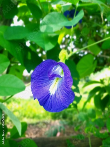 blue flower in the garden