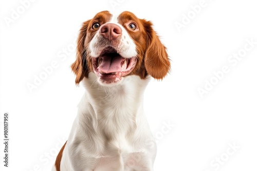 Happy brittany spaniel dog panting and sitting on a white background, ai