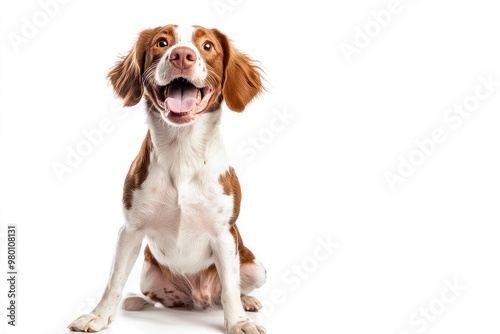 Happy brittany spaniel dog panting and sitting on a white background, ai