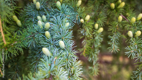 Cedrus alantica or Atlas Cedar, a pine family, native to the Rif, Atlas Mountains of Morocco and to the Tell Atlas in Algeria. Used for furniture, joinery and veneer. Its sent is known for clothing