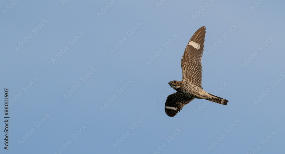 Obraz premium Common nighthawk in flight.