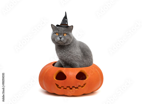 Cat in witch hat with stars sitting in Halloween pumpkin isolated on white background. Funny Halloween cat. Copy space.