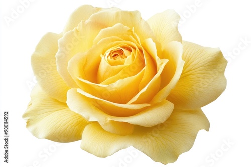 Fresh beautiful yellow rose isolated on white background with clipping path, ai