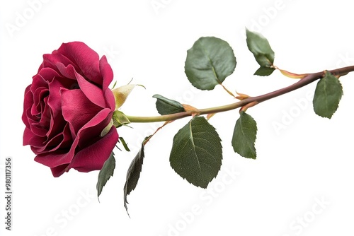 Red rose flower with clipping path, side view. Beautiful single red rose flower on stem with leaves isolated on white background. NaturÐµ object for design to Valentines Day, mothers day, ai